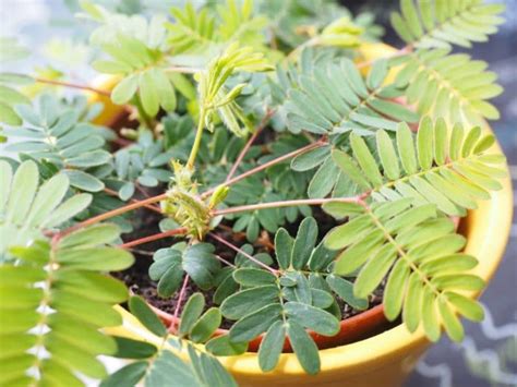 How To Care For A Sensitive Plant Mimosa Pudica Smart