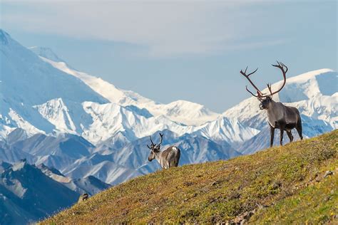 What Animals Live In Alaska Worldatlas