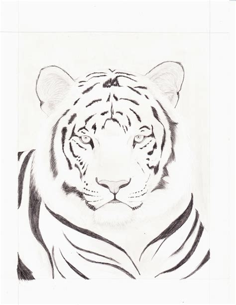 How To Draw White Tiger