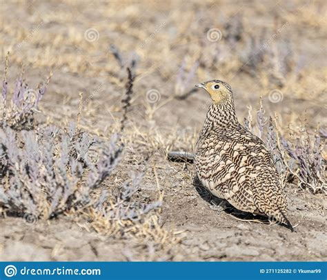 A Female Sand Grouse Looking Back Stock Photo Image Of Nature Beach