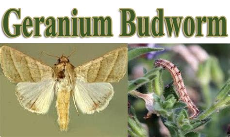 Geranium Budworm Green Thumb Nursery