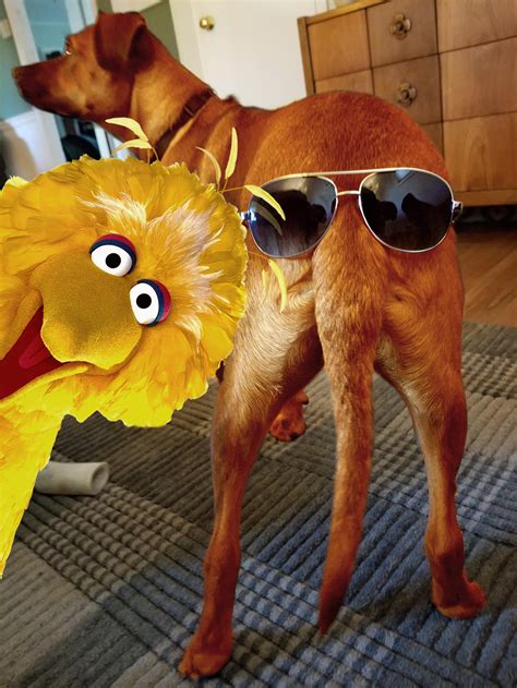 Psbattle This Dog Wearing Sunglasses Photoshopbattles