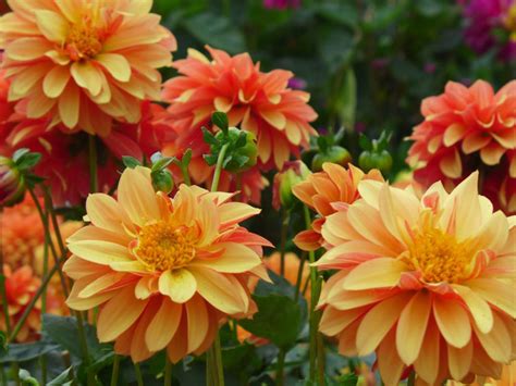 Dahlia Flower Garden Plants Light And Dark Orange Colored