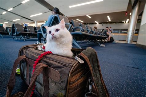 How To Travel With A Cat Incl Flying With A Cat Anna Everywhere