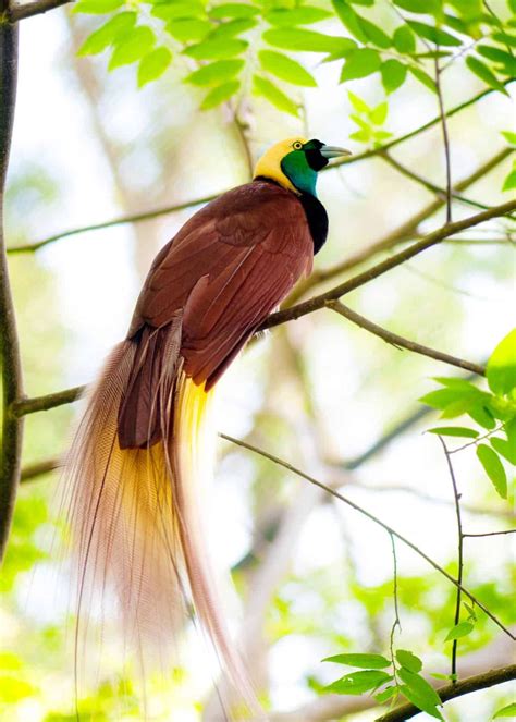 15 Of The Most Beautiful Birds In The World Pictures