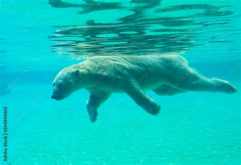 Foto De Polar Bear Swims Under Water Polar Bears Dive Well And Swim