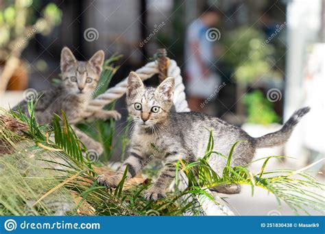 Two Cute Tabby Kittens Were Having Fun And Playing With Each Other In A