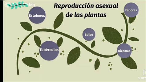 La Reproducción Asexual De Las Plantas Youtube