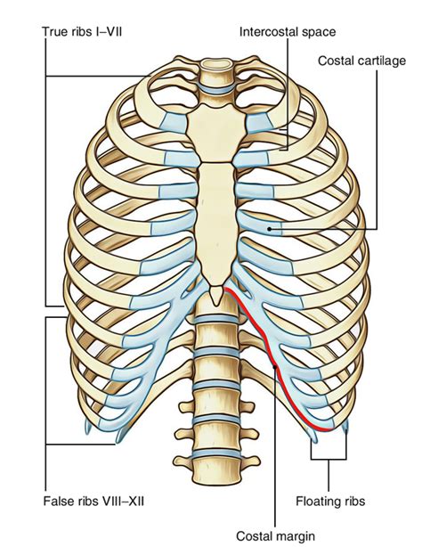 Surface Anatomy Of Ribs Instant Anatomy Thorax Areas Organs Ribs First Rib The Ribs