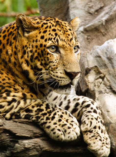 Leopard Wikipedia