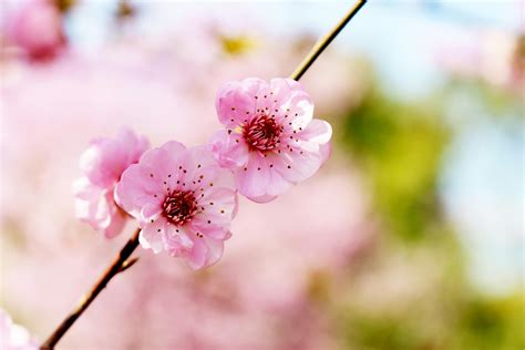 Pink Cherry Blossom Photography