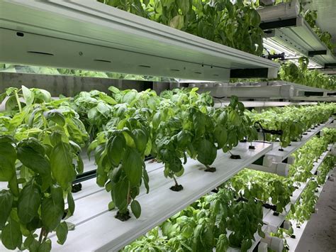 Vertical Farm Yields Stack Up To The Competition Pure Greens Custom