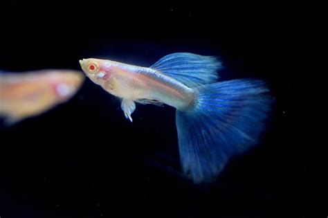 Find the latest grubhub inc. Guppy HB Blue Sky | Sale Guppy Fish Indonesia