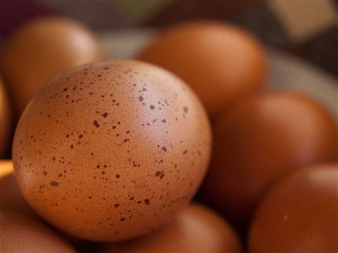 Image Result For Brown Speckled Eggs Speckled Eggs Food Eggs