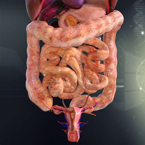 You can buy the blocks on this page. Human Female Internal Organs Anatomy 3D Model MAX OBJ 3DS FBX C4D LWO LW LWS | CGTrader.com