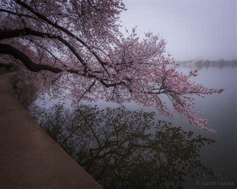 Peak Bloom Cherry Blossoms In Washington Dc 2017 Navin Sarma