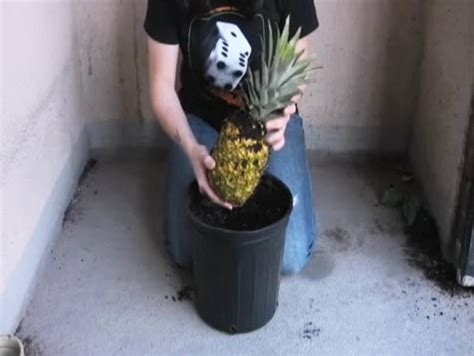 How To Grow Your Own Pineapple At Home Howcast