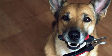 7 Cara Menggunting Kuku Anjing Secara Aman And Tidak Berontak Pintarpet