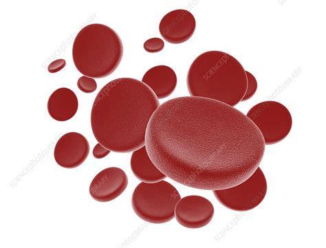 Red Blood Cells Stock Image F0175934 Science Photo Library