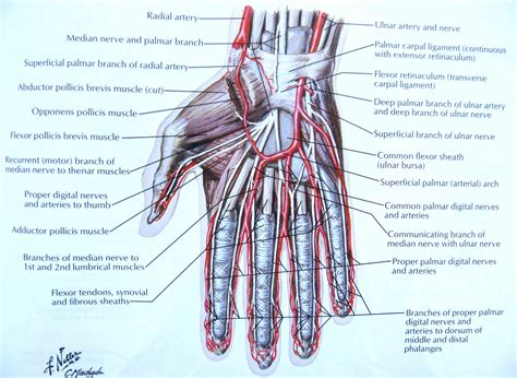 Anatomy Of The Hand Nerves
