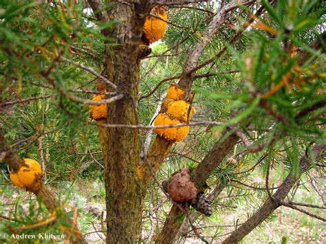 Pine Pine Gall Rust Alchetron The Free Social Encyclopedia