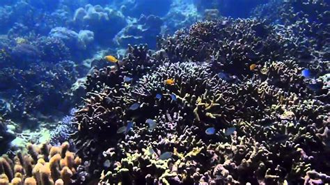 P2187429 Buceo Con Magic Island Dive Resort Moalboal Cebu Filipinas