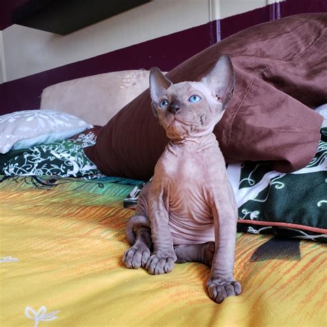 Sphynx Cats For Sale Brooklyn Ny 282637 Petzlover