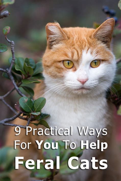 9 Practical Ways For You To Help Feral Cats In 2020 Feral Cats Feral