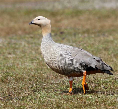 Worrying Decline Of Patagonian Goose Species Birdguides