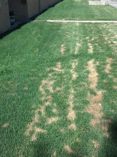 My Lawn Looks Burnt Is It Or Is It Something Else Green Thumb Lawn
