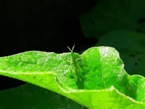 Grasshoppers Camouflage On Leaves Stock Image Image Of Invertebrate