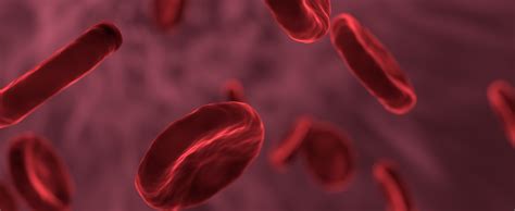 How Do Blood Thinners Function In The Body And Prevent Blood Clots