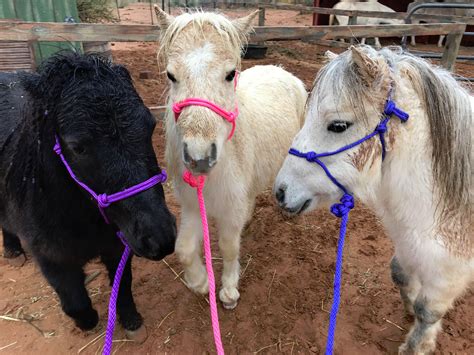 Fundraiser By Marisa Romero Mini Horse Rescue Fundraising