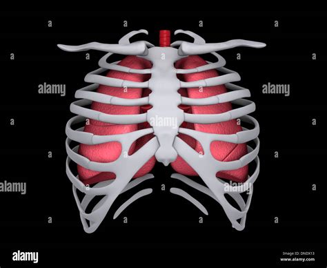 Conceptual Image Of Human Lungs And Rib Cage Stock Photo Alamy