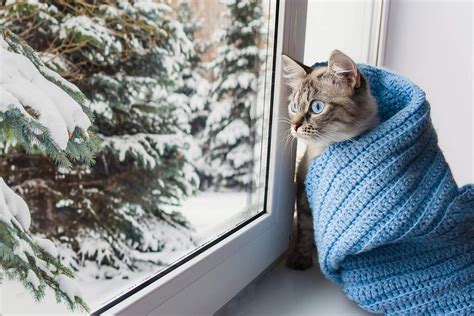 Baby Its Cold Outside Cvets Columbia Veterinary Emergency Trauma