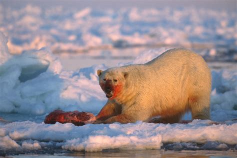 Climate Change Will Scramble Polar Bears Diets And Eggs Arent The