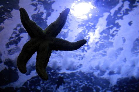 A Starfish Stuck To The Glass Wall Of An Aquarium Tunnel Smithsonian