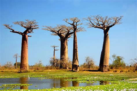 Lallée Des Baobabs Madagascar