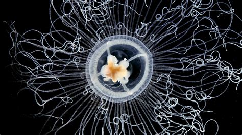 Inside The Gorgeous And Mysterious World Of Plankton Wired