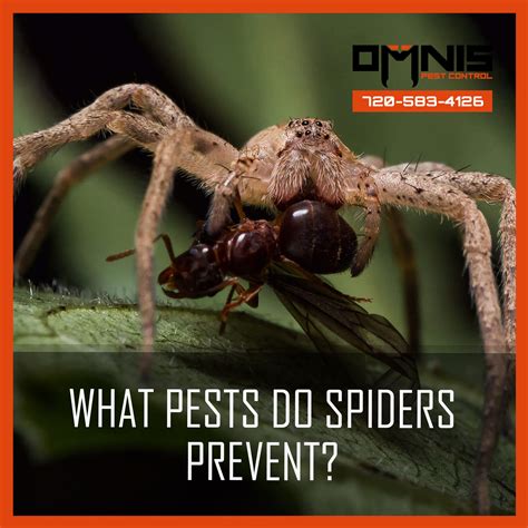 What Pest Do Spiders Prevent Omnis Pest Control