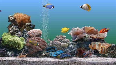 Windows Xp Aquarium Screensavers Download Filetelevision