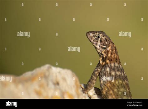 Cuban Brown Curly Tailed Lizard Stock Photo Alamy