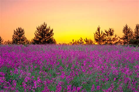 Summer Landscape With Purple Flowers On A Meadow And Sunset Stock Image