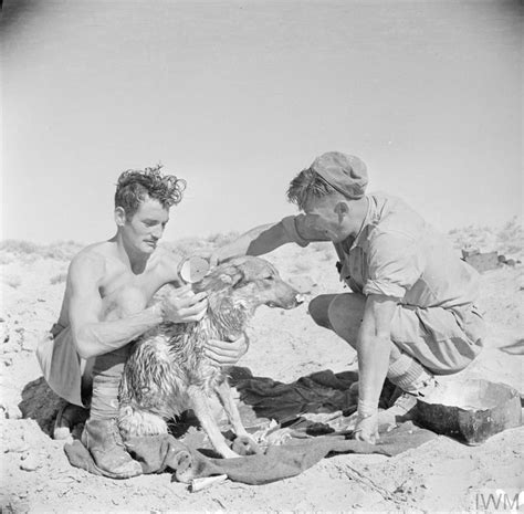 The British Army In The Western Desert Campaign 1940 1943 Imperial