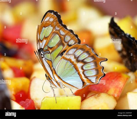 Butterfly Feeding Place Butterflies Feeding Places Stock Photo Alamy