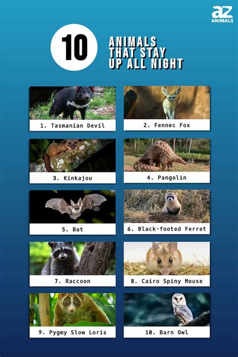10 Animals That Stay Up All Night A Z Animals