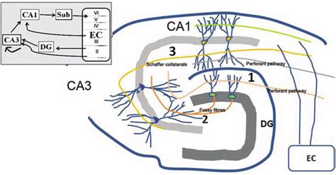 The Synaptic Circuitry Of The Hippocampus Granular Cells In The