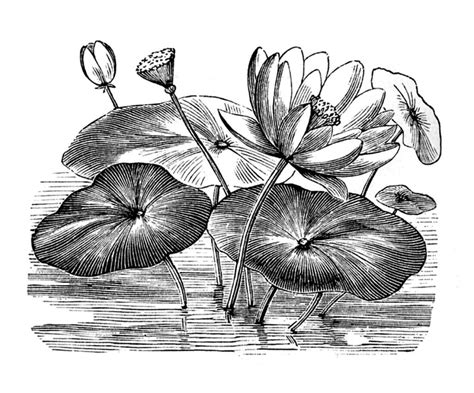12 Water Lily Images Lotus Flowers Lilies Drawing Clip Art Vintage