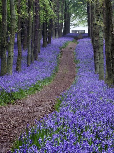 Spring Bluebell Woodlands Hertfordshire Uk Photographic Print