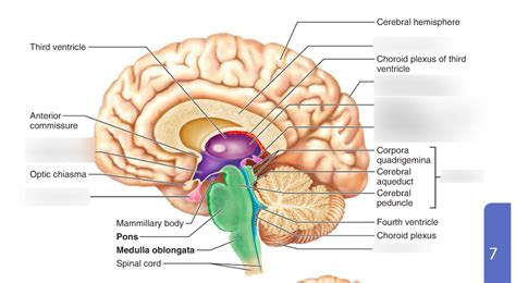 Diencephalon Cerebellum And Brainstem Unit 7 Nervous System Diagram